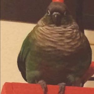 Meet your Posher, Nicholas